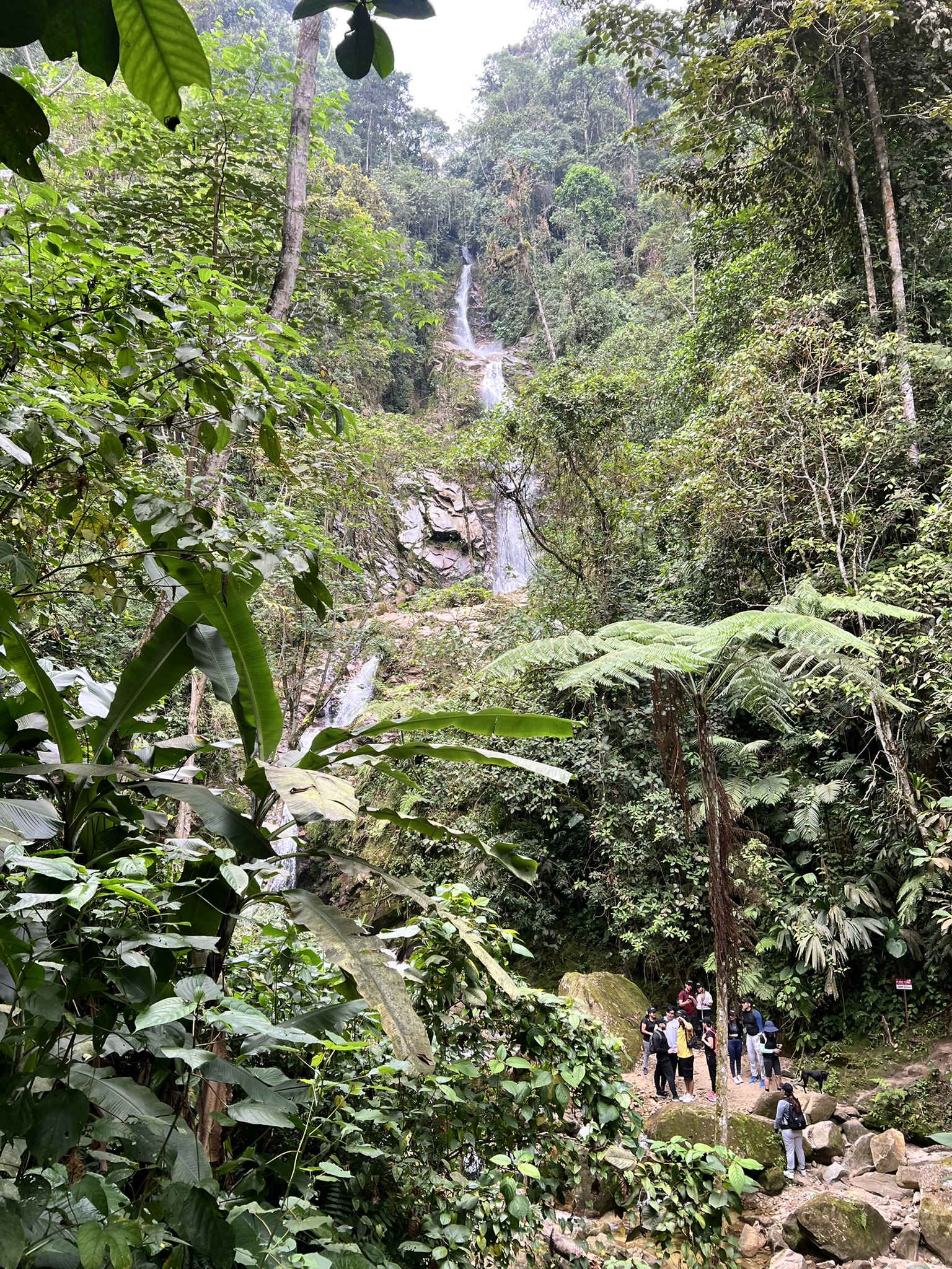 Participantes recorren un sendero entre la vegetación
